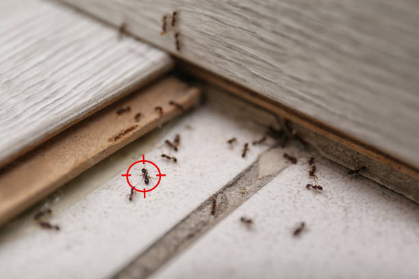 Best Residential Pest Control  in Kahaluu, HI