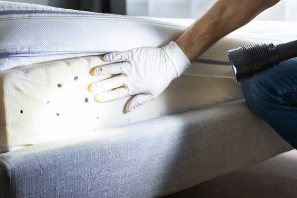 Best Mosquito Control Services  in Kahaluu, HI
