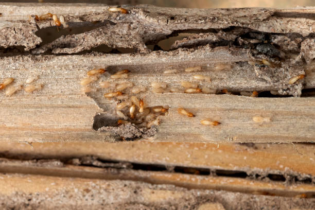 Best Cockroach Control Services  in Kahaluu, HI